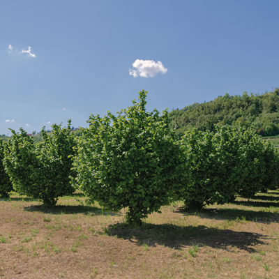 Territorio della Nocciola Piemonte IGP