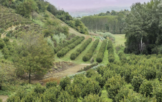 Territorio della Nocciola Piemonte IGP
