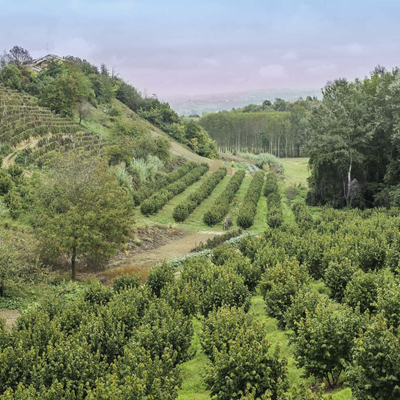 Territorio della Nocciola Piemonte IGP